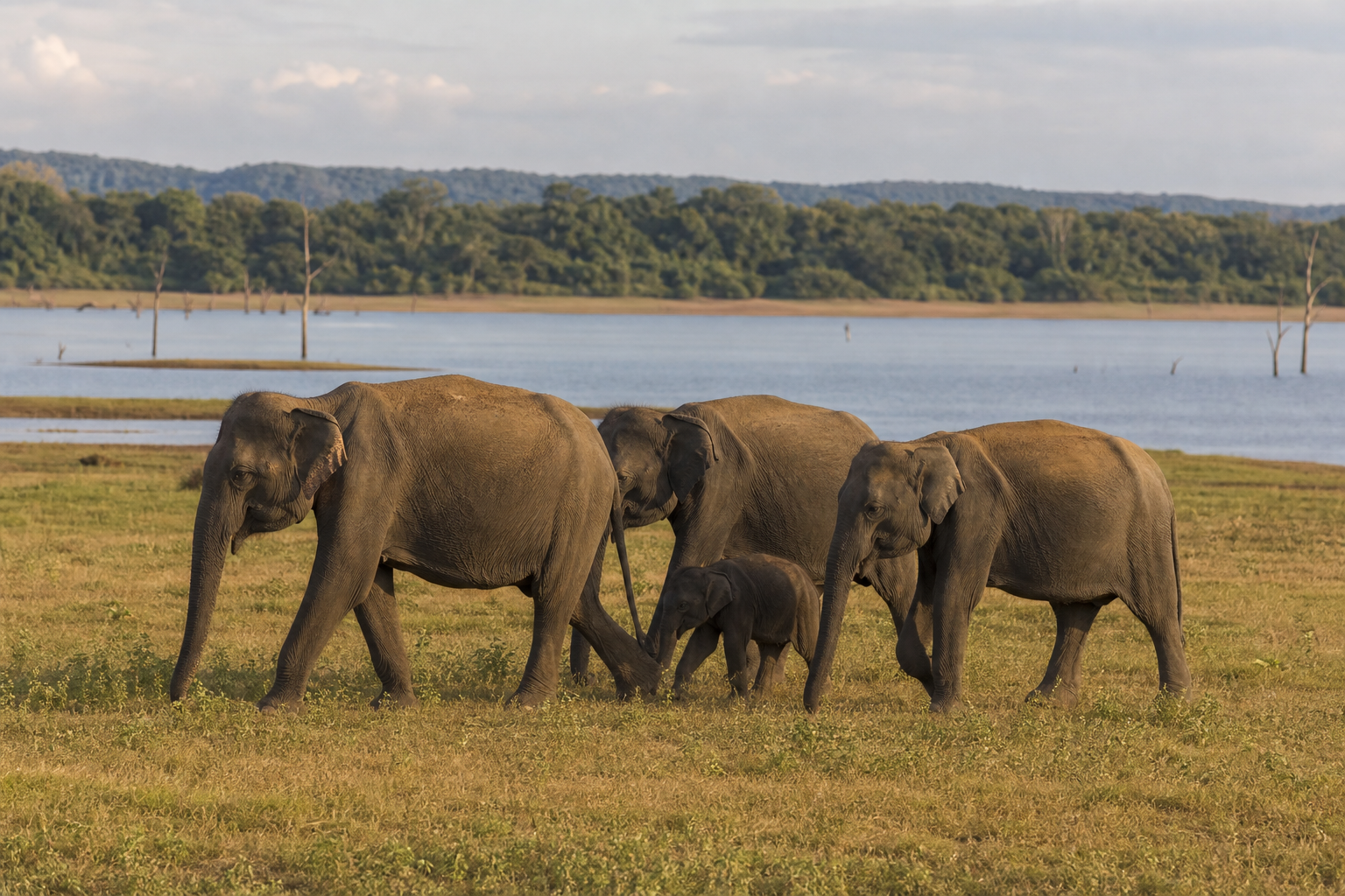 Elephant herd walking near a Sri Lankan reservoir