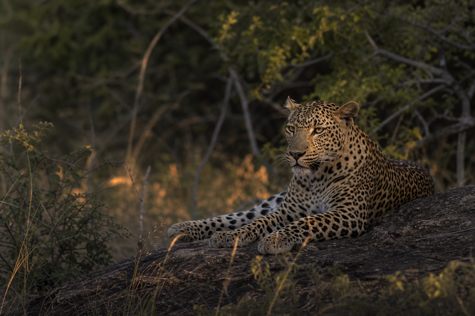 Leopard resting in Yala dry forest scrub