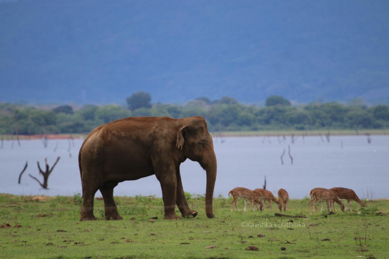 Elephant and spotted deer grazing near the Udawalawe Reservoir