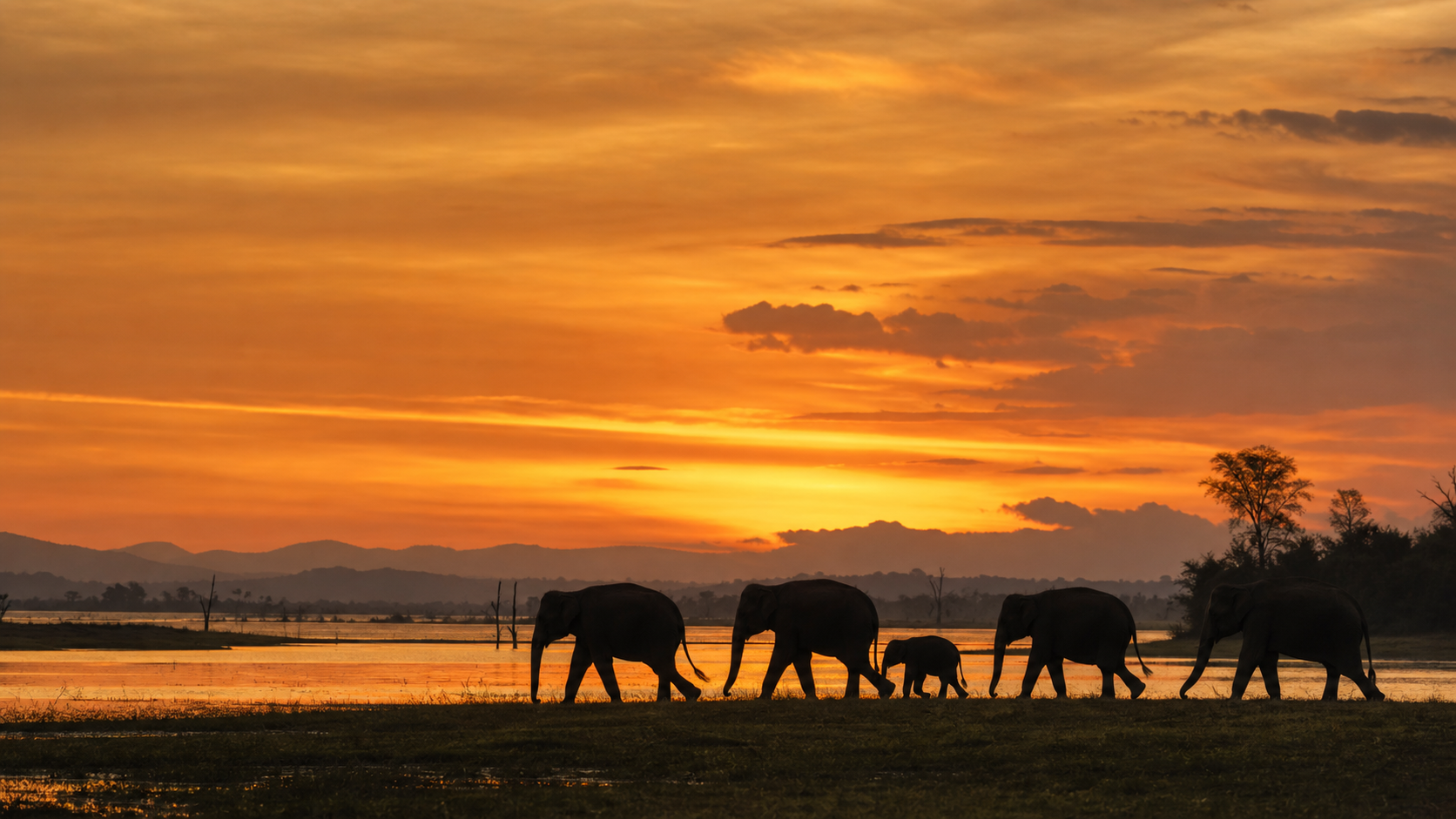 Silhouetted Asian elephants crossing Udawalawe grassland at sunset
