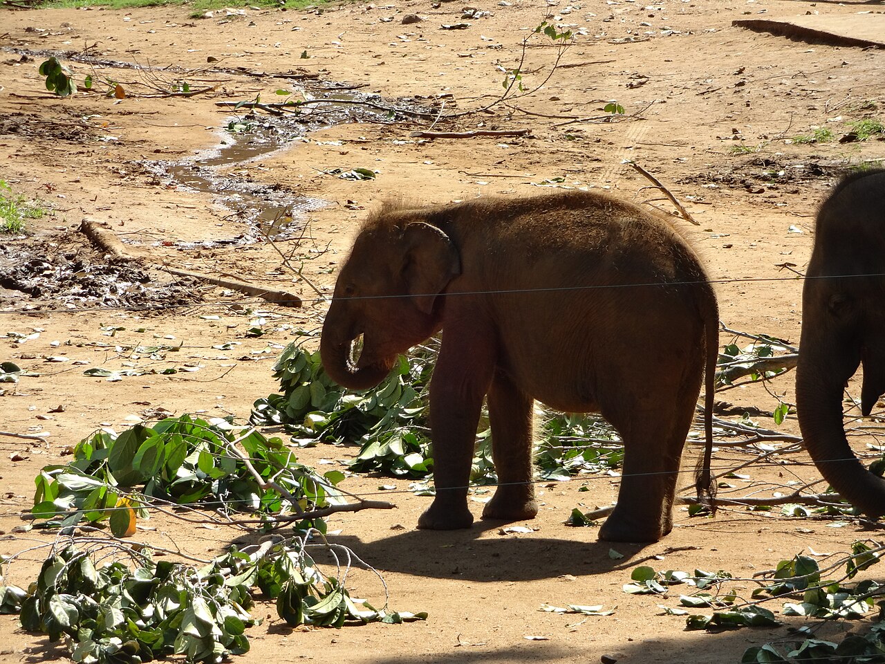 Young elephant calf in the sandy enclosure at Udawalawe Elephant Transit Home
