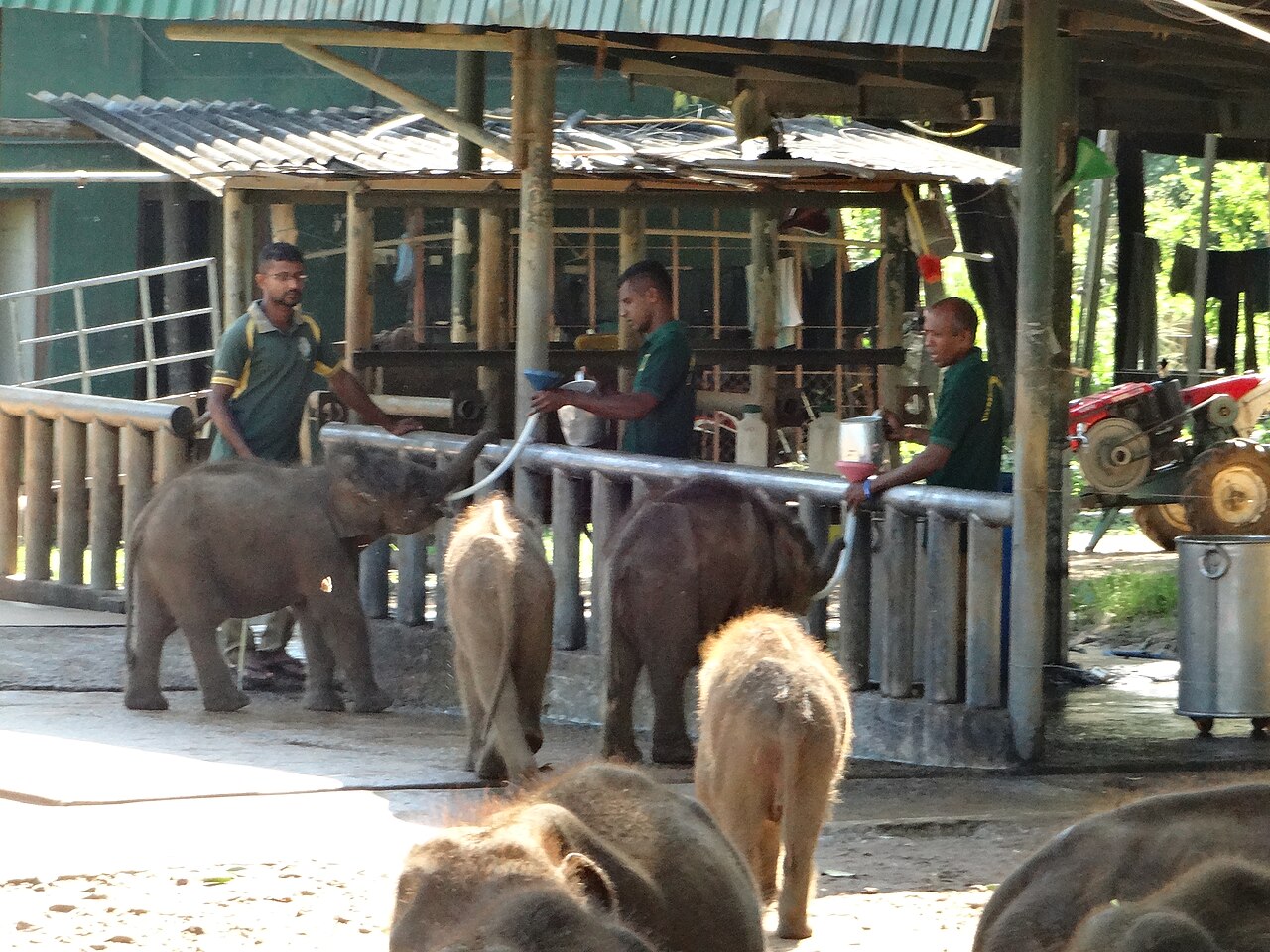 Elephant calves at feeding time inside the Udawalawe Elephant Transit Home