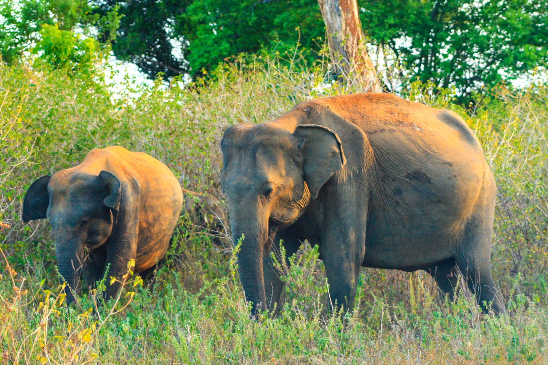 Udawalawe elephants moving through scrub and grassland near the park boundary